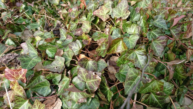 Hedera helix Muratti